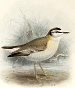 White-fronted Plover