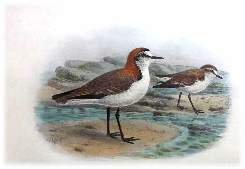 Red-capped Plover