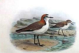 Red-capped Plover