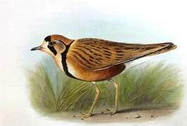 Inland Dotterel