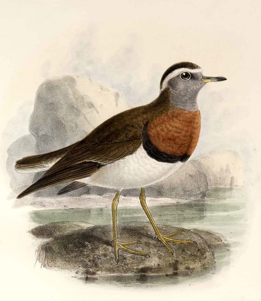 Rufous-chested Dotterel