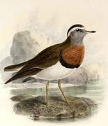 Rufous-chested Dotterel