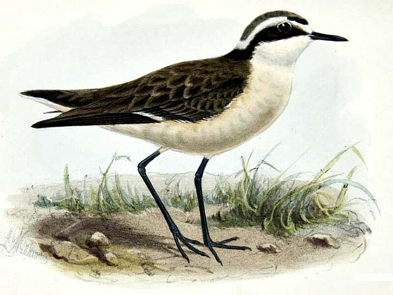 St. Helena Plover