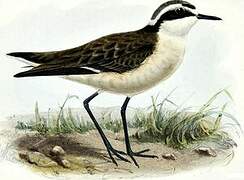 St. Helena Plover