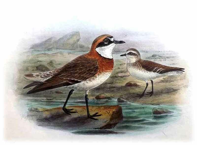 Siberian Sand Plover