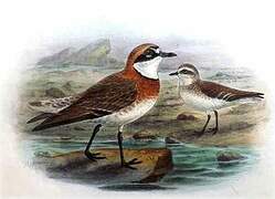 Siberian Sand Plover