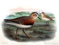 Oriental Plover