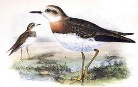 Oriental Plover