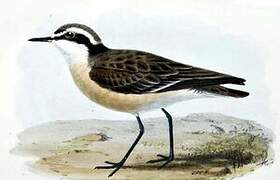 Kittlitz's Plover