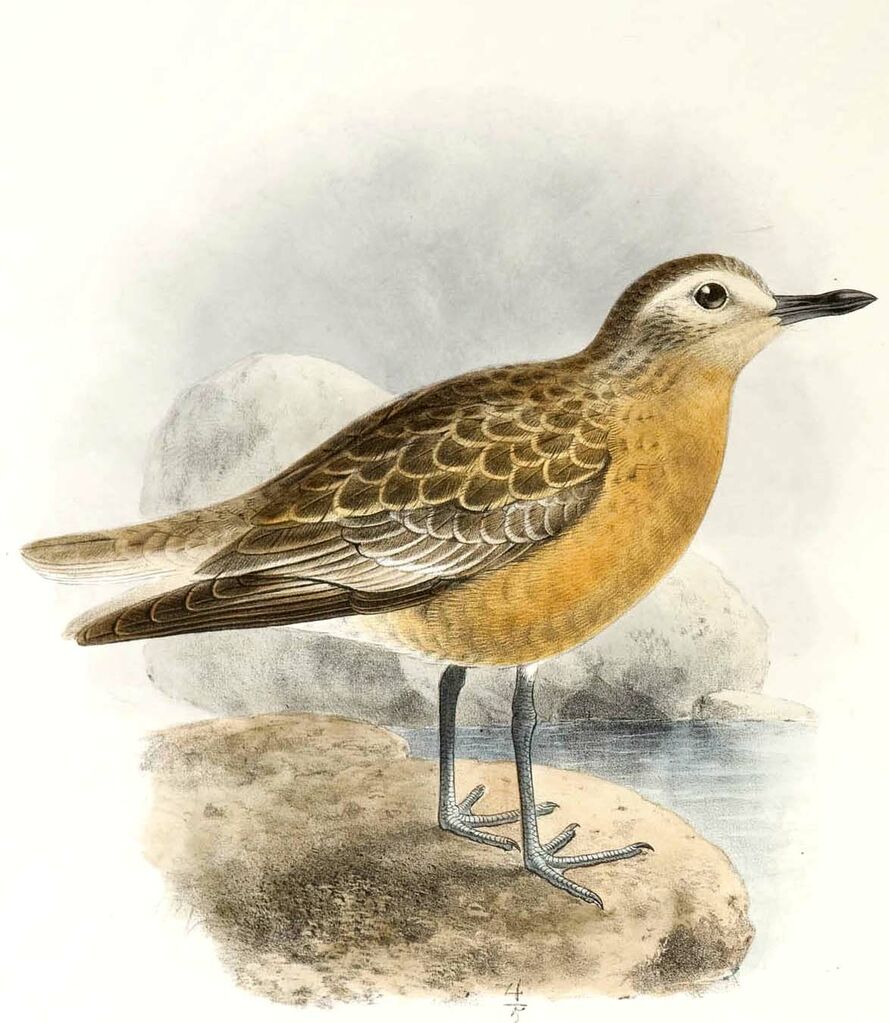 New Zealand Plover