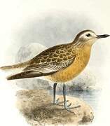 New Zealand Plover