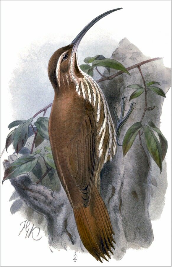 Scimitar-billed Woodcreeper