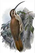 Scimitar-billed Woodcreeper