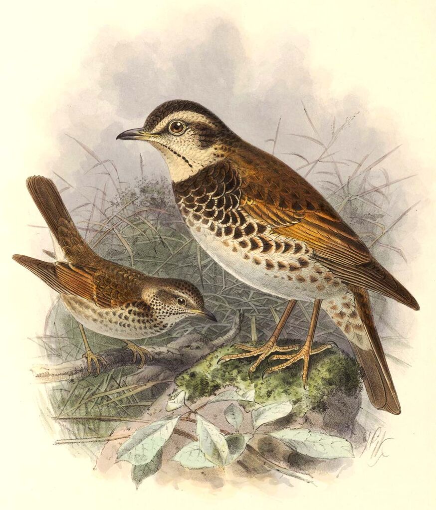 Dusky Thrush