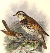 Dusky Thrush