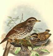 Dusky Thrush