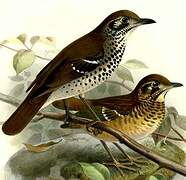 Spot-winged Thrush