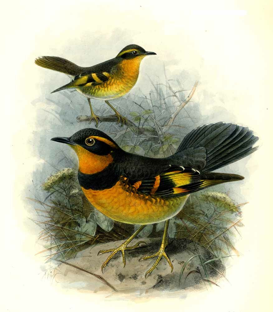 Varied Thrush