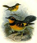 Varied Thrush