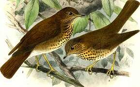 Swainson's Thrush