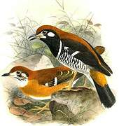 Red-backed Thrush