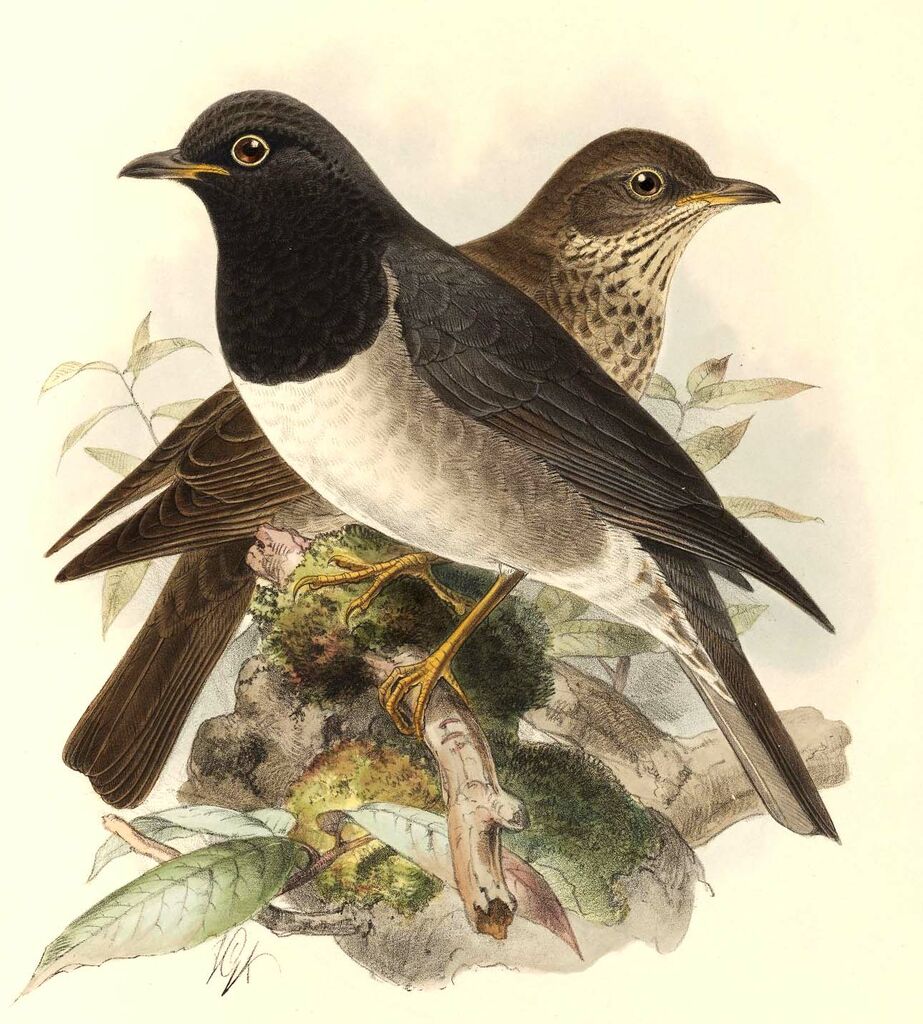 Black-throated Thrush