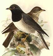 Black-throated Thrush