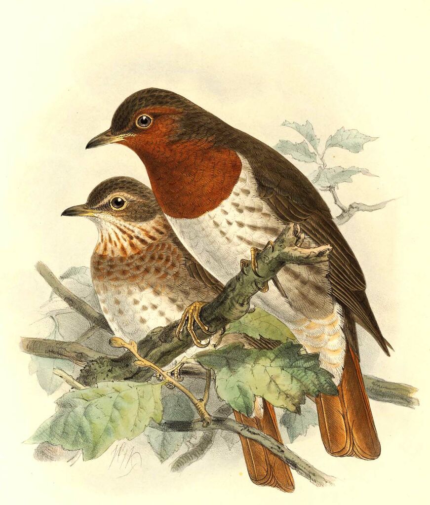 Red-throated Thrush