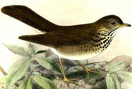 Grey-cheeked Thrush