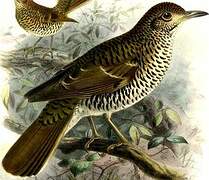 Bassian Thrush