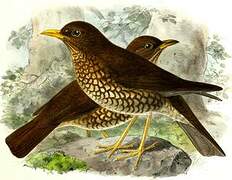 Forest Thrush