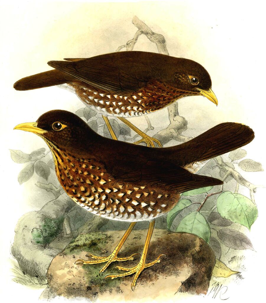 Forest Thrush