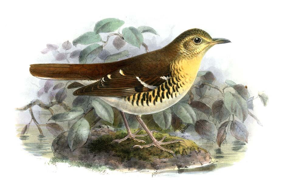 Fawn-breasted Thrush