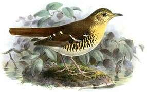 Fawn-breasted Thrush