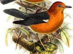 Orange-headed Thrush