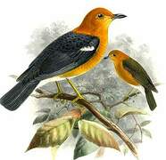 Orange-headed Thrush
