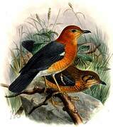 Orange-headed Thrush