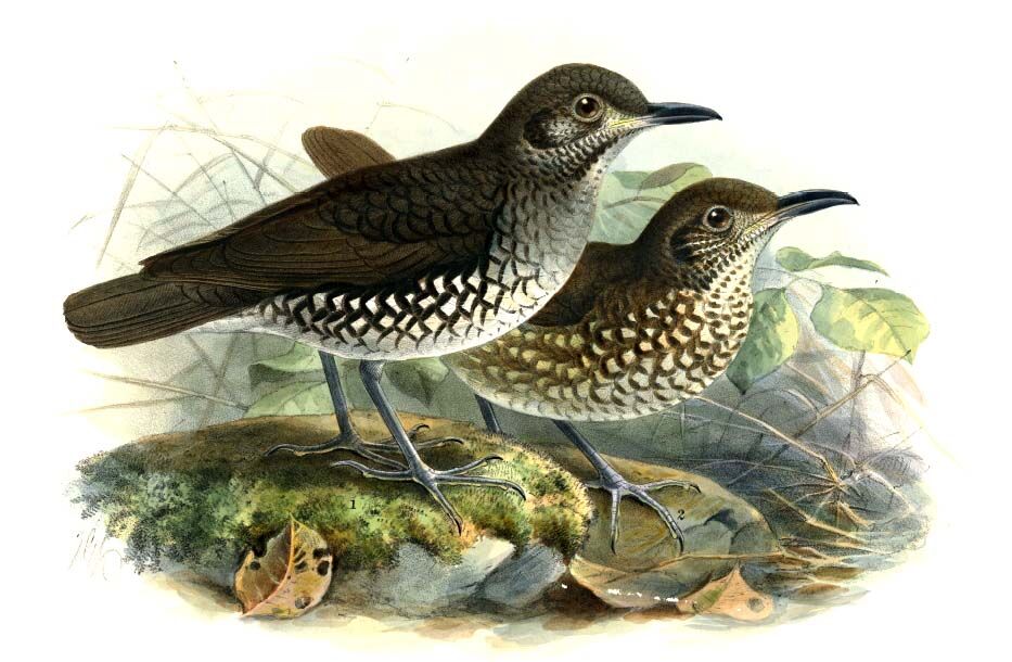 Sunda Thrush