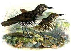 Sunda Thrush