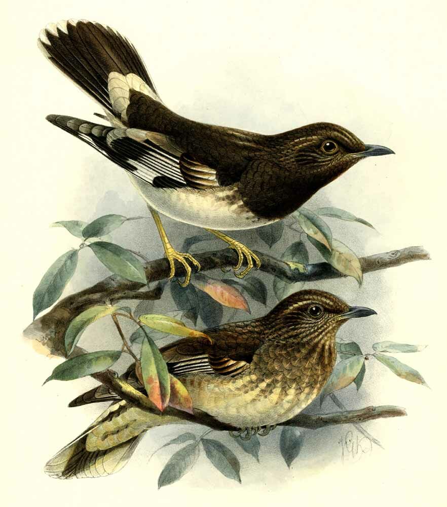 Aztec Thrush