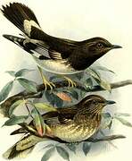 Aztec Thrush