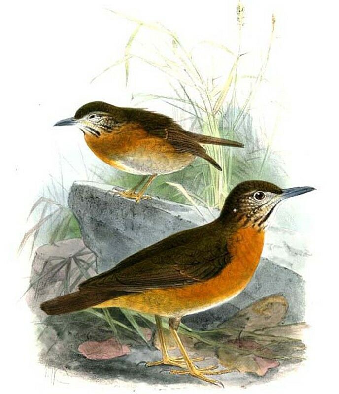 Everett's Thrush