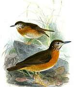 Everett's Thrush