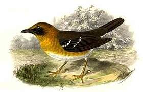 Crossley's Ground Thrush