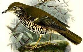 Long-tailed Thrush