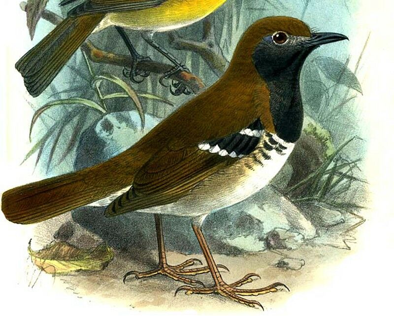 Buru Thrush