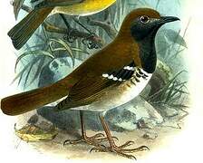 Buru Thrush