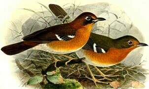 Orange Ground Thrush