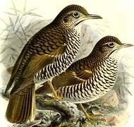 Russet-tailed Thrush