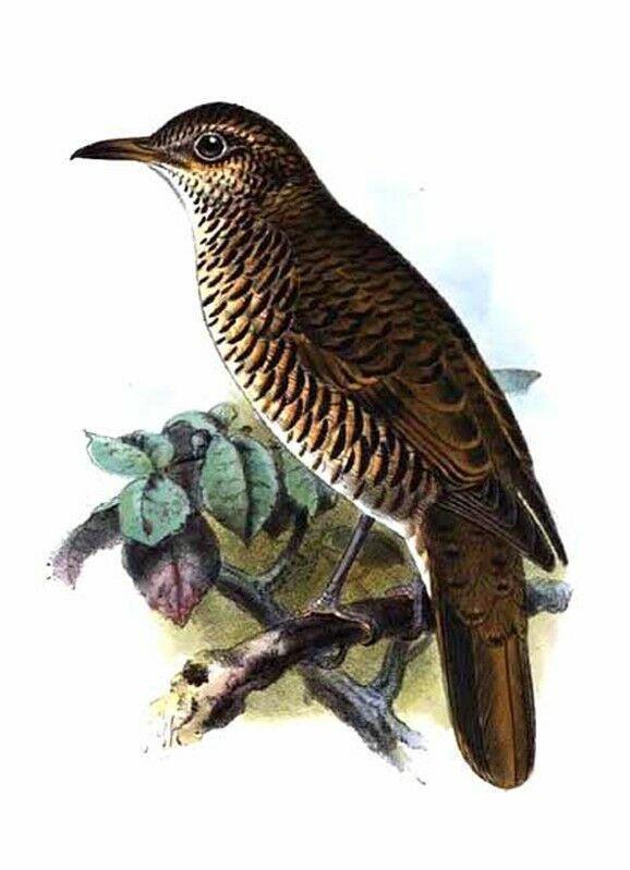 Scaly Thrush (horsfieldi)